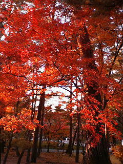 f:id:pikayan:20071125103141j:image