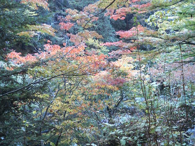 f:id:pikayan:20081102225747j:image:w320:h240 f:id:pikayan:20081102225747j:image:w320:h240