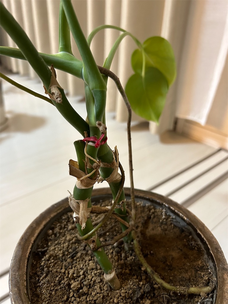 f:id:pikkotan:20240130210015j:image