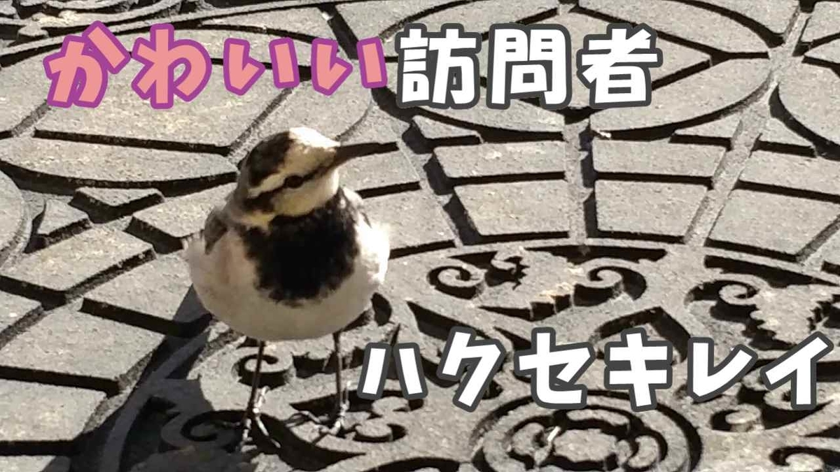 f:id:piko-taro:20220227234503j:plain