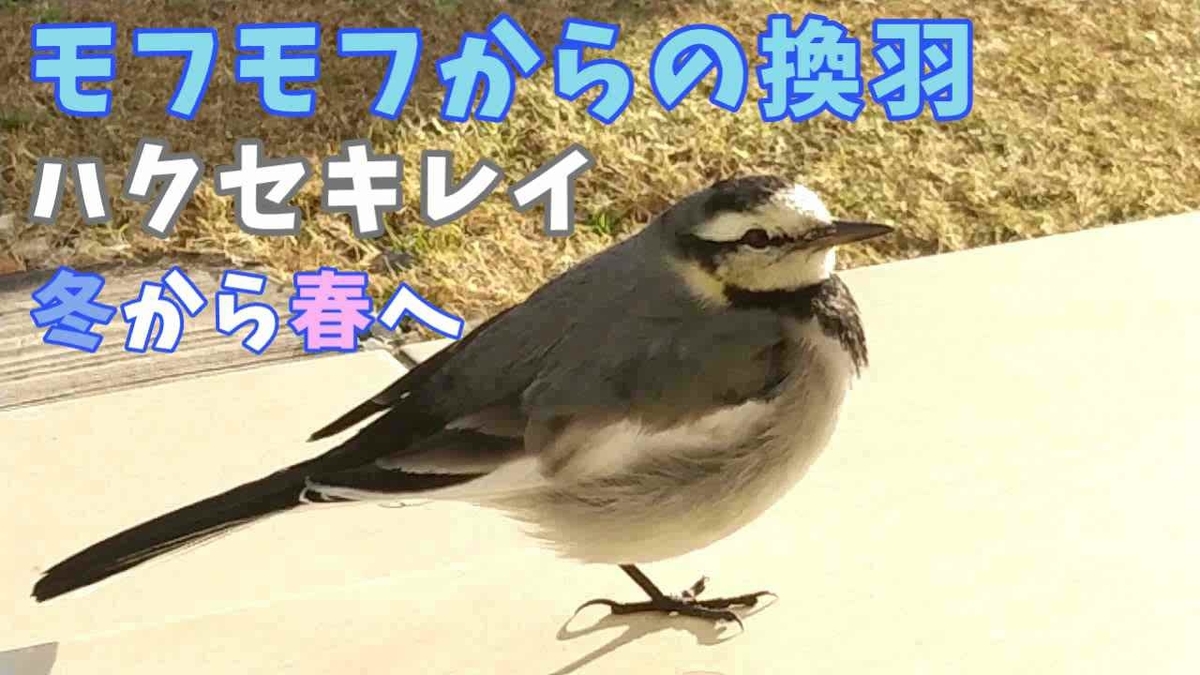 f:id:piko-taro:20220313235433j:plain