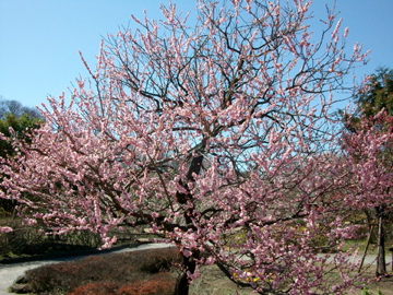 f:id:piko__k:20110320103722j:image