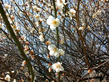 f:id:piko__k:20110320103724j:image