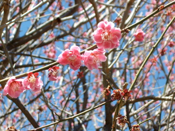 f:id:piko__k:20110320103725j:image