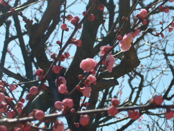 f:id:piko__k:20110320103726j:image