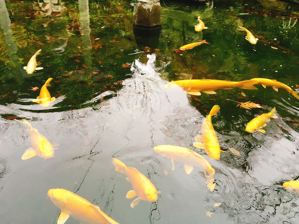 f:id:pikoan:20181217011242j:plain