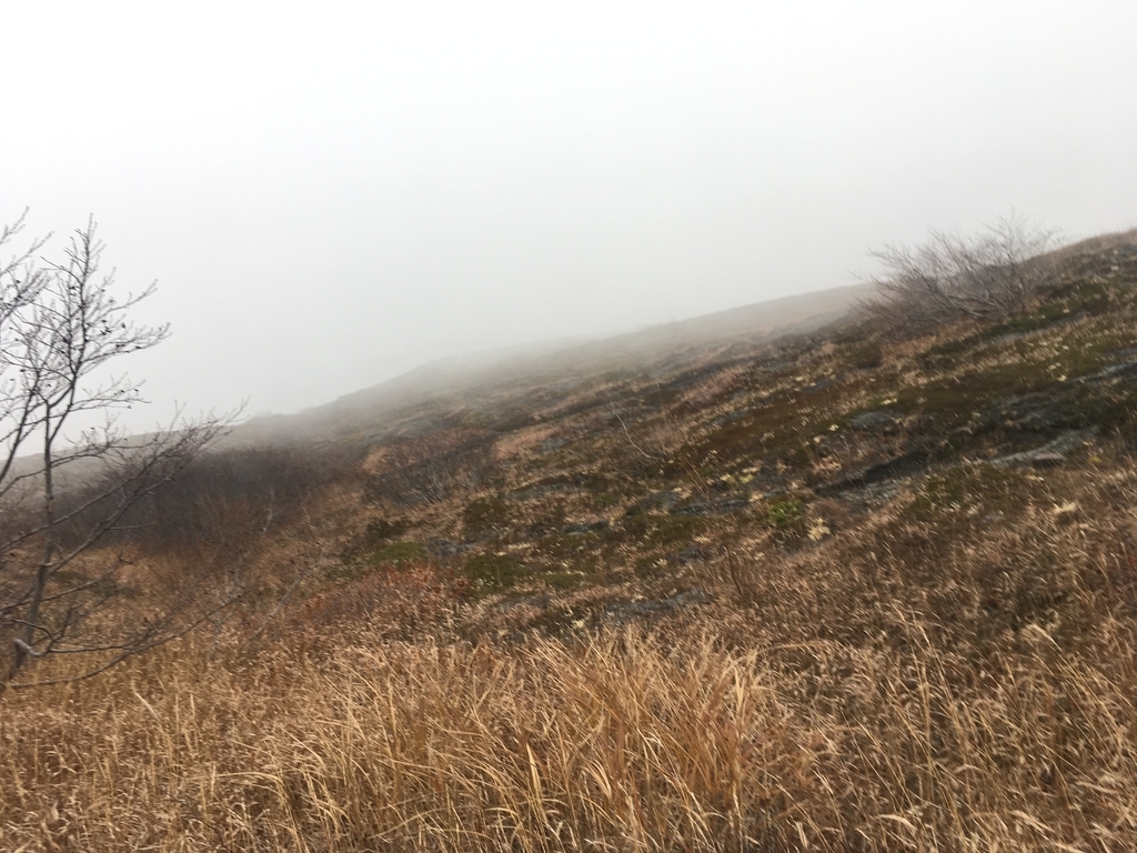 f:id:pikoan:20190120165520j:plain