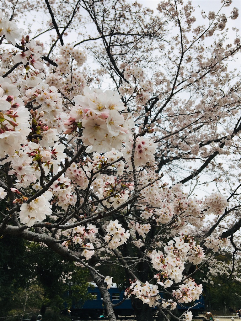 f:id:pikoan:20210326201604j:image