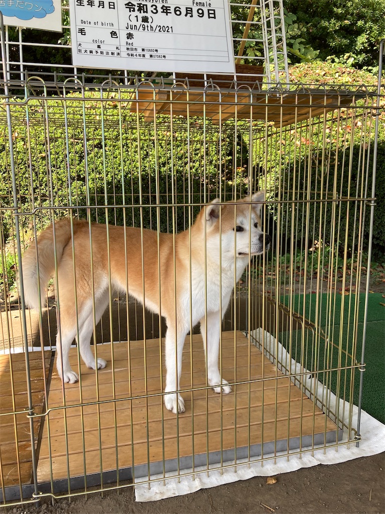 f:id:pikoan:20221206201927j:image f:id:pikoan:20221206201927j:image