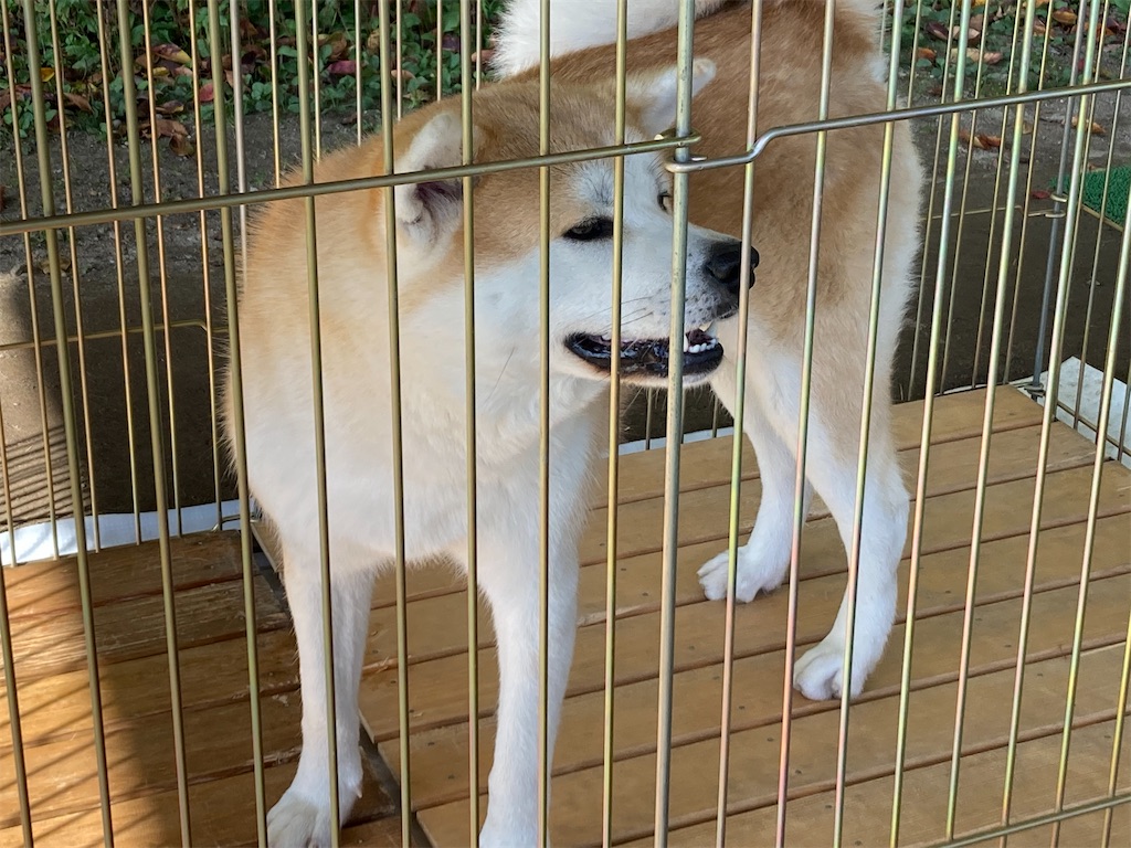 f:id:pikoan:20221206201937j:image f:id:pikoan:20221206201937j:image