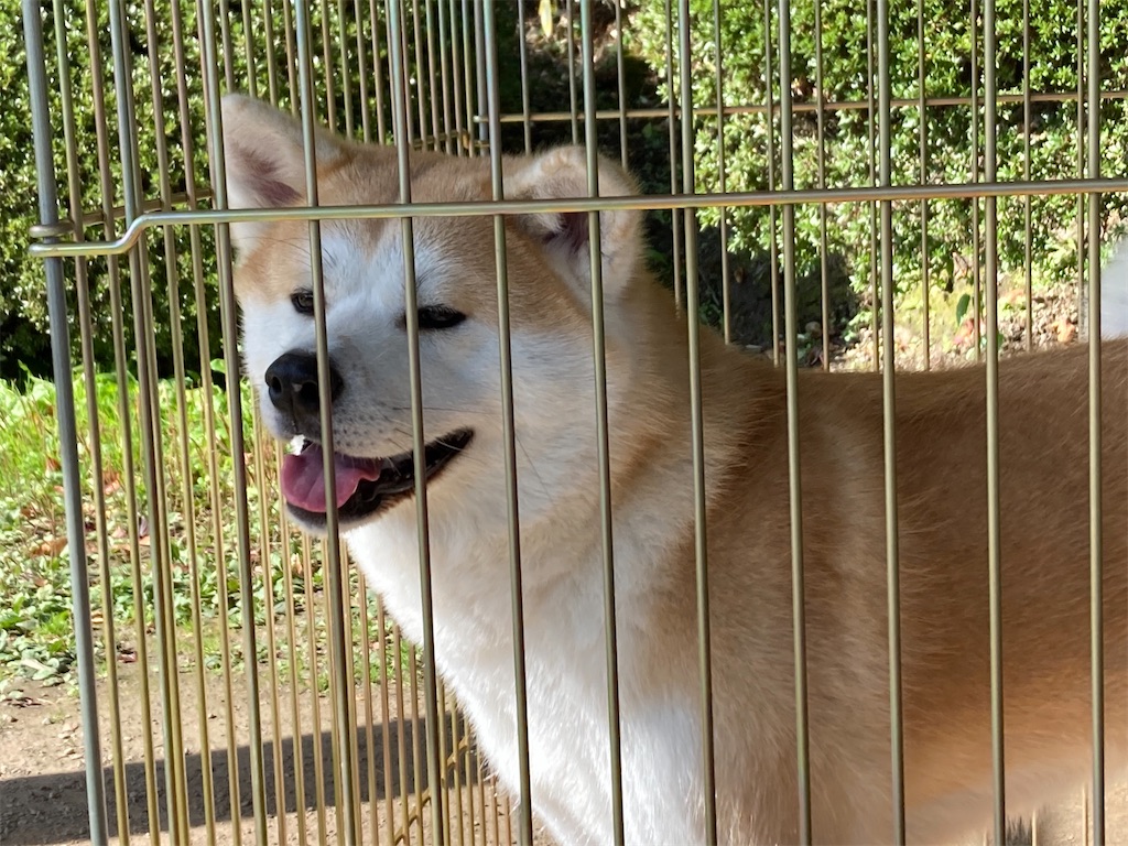 f:id:pikoan:20221206201943j:image f:id:pikoan:20221206201943j:image