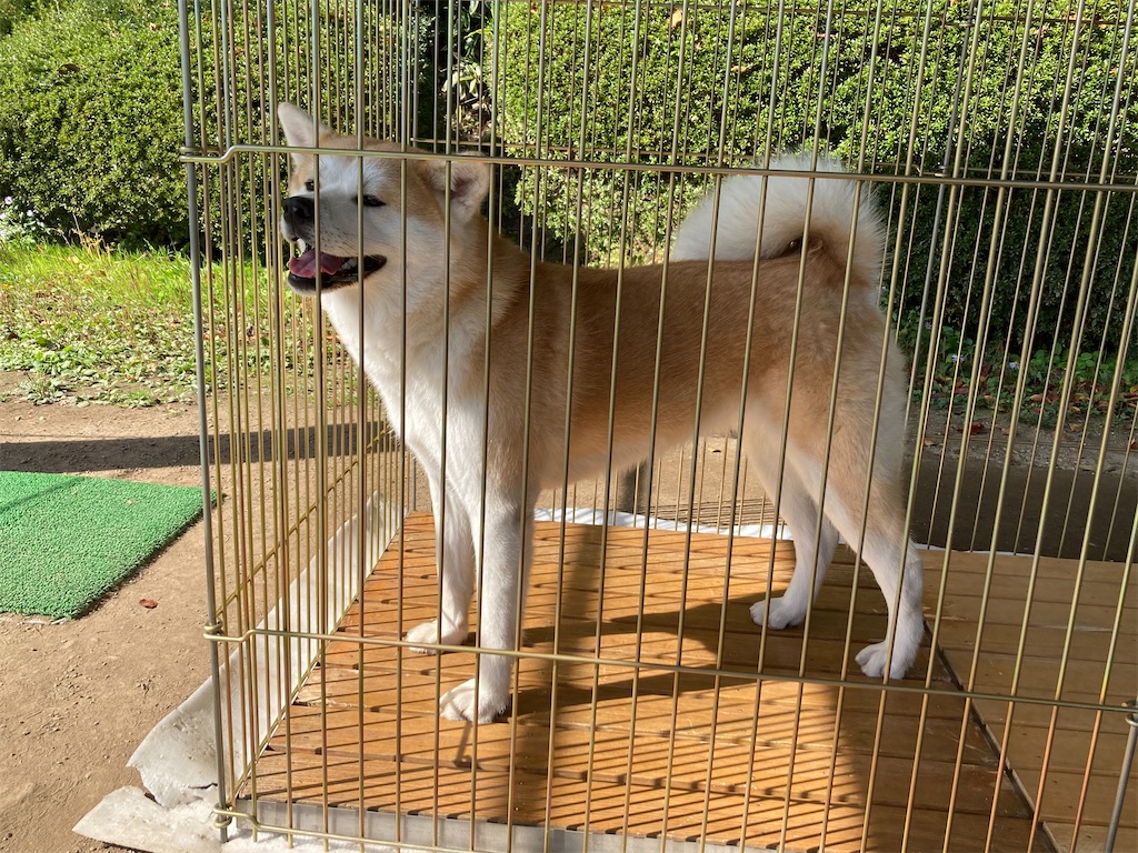 f:id:pikoan:20221206201946j:image f:id:pikoan:20221206201946j:image