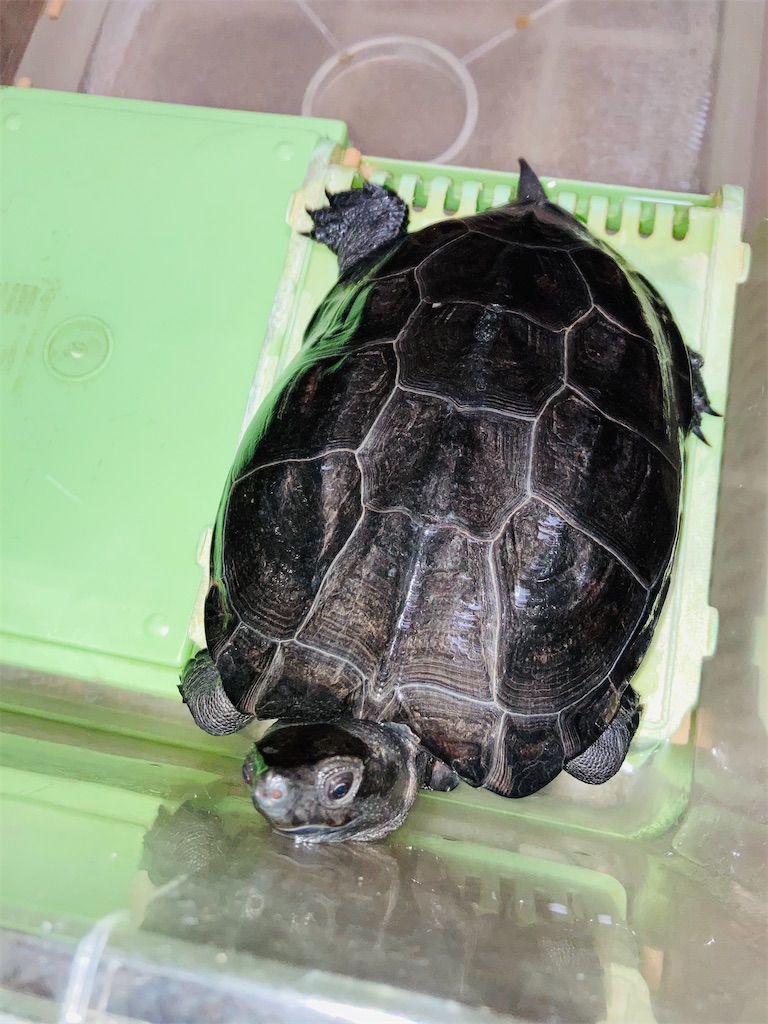 f:id:pikoan:20230828162427j:image