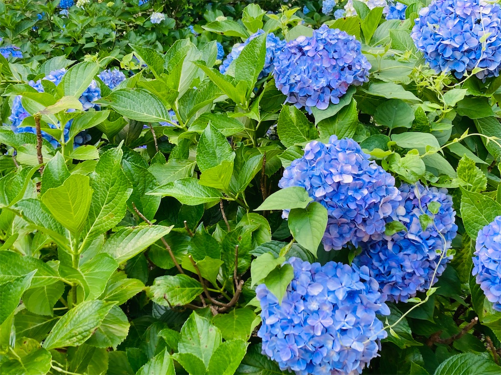 f:id:pikoan:20240624230022j:image