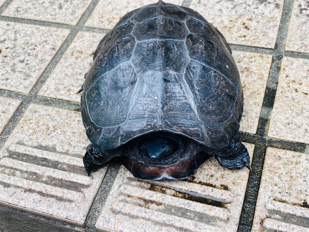 f:id:pikoan:20241122113407j:image