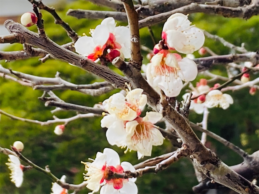 f:id:pikoan:20241214172719j:image