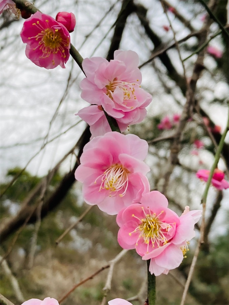 f:id:pikoan:20241214174252j:image f:id:pikoan:20241214174252j:image