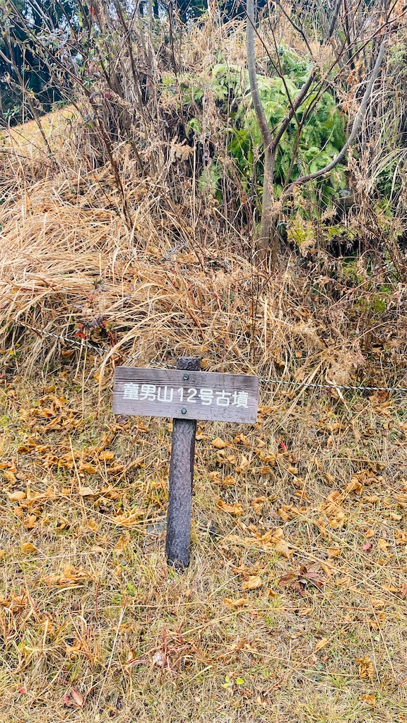 f:id:pikoan:20250219105659j:image