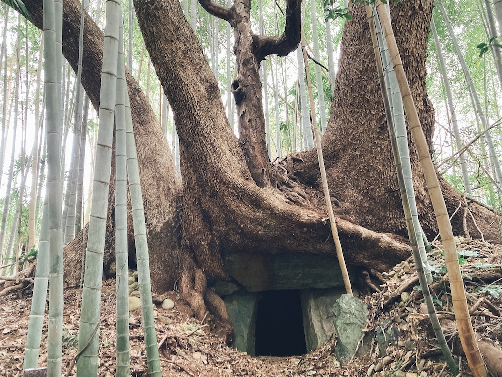 f:id:pikoan:20250219110303j:image