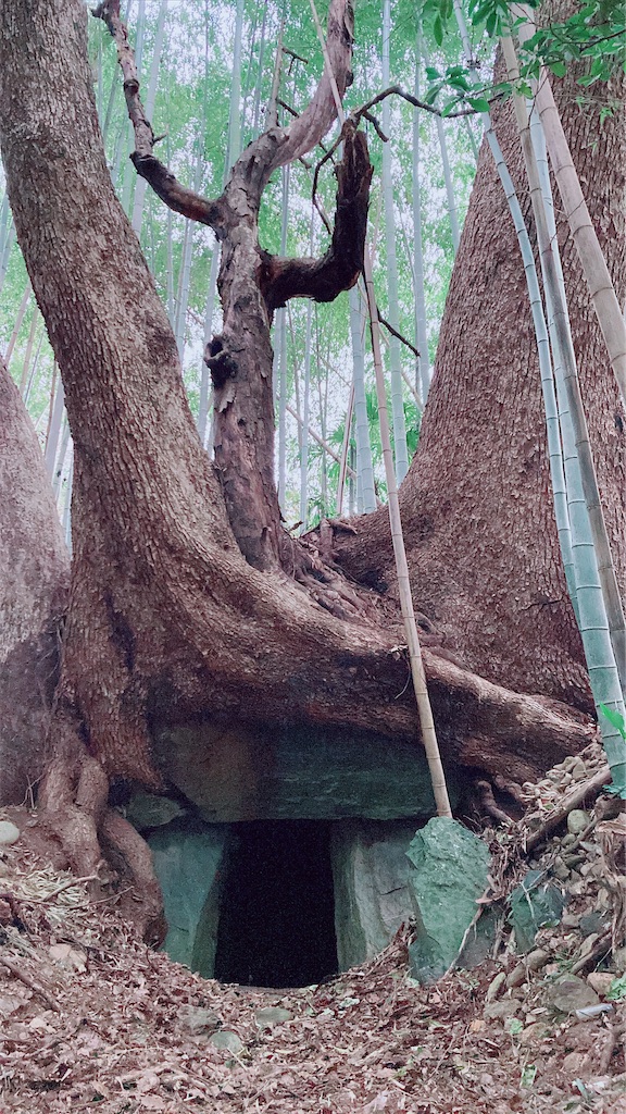 f:id:pikoan:20250219110316j:image