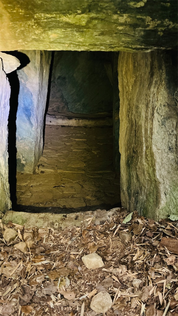 f:id:pikoan:20250219110338j:image