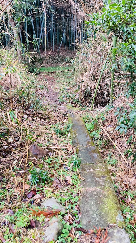 f:id:pikoan:20250219110345j:image