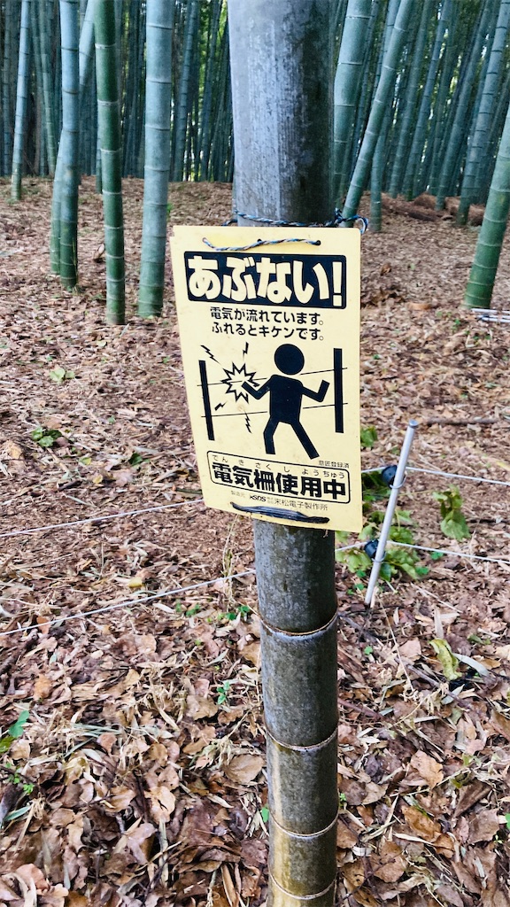 f:id:pikoan:20250219110408j:image