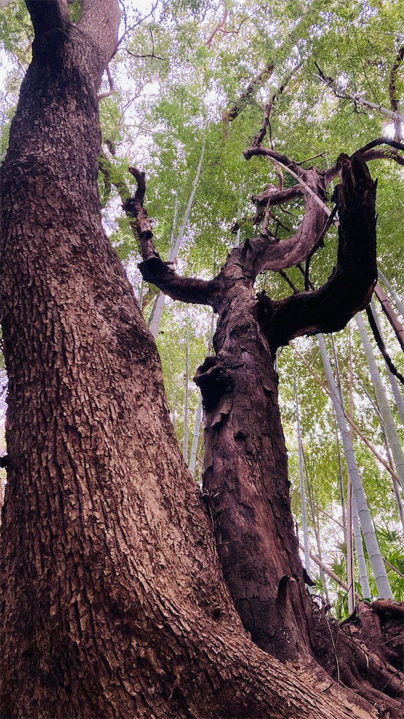 f:id:pikoan:20250219110412j:image