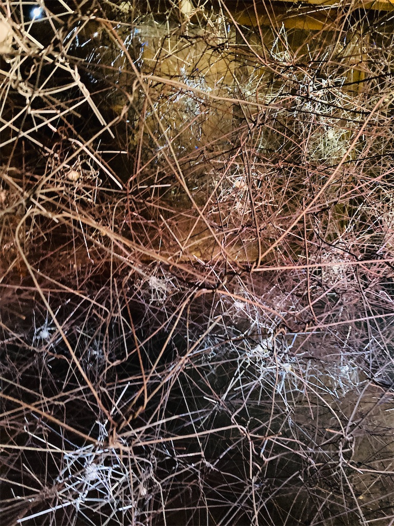 f:id:pikoan:20251225115225j:image