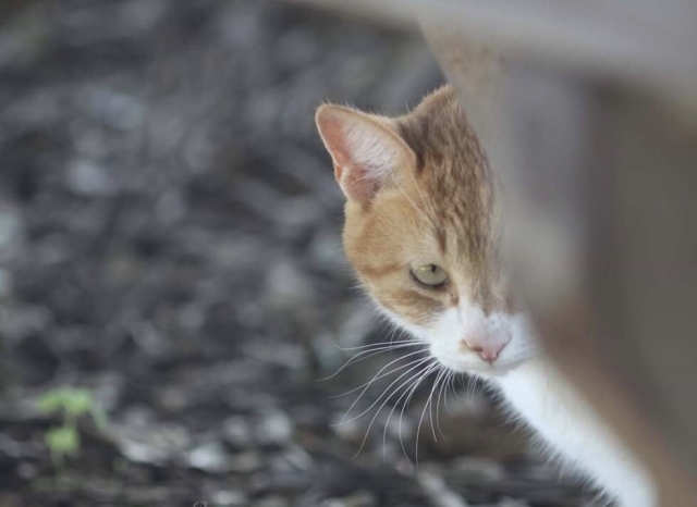 f:id:pilatesno-1:20210209105245j:plain