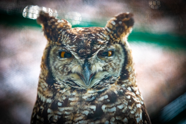 f:id:pilatesno-1:20210217090730j:plain