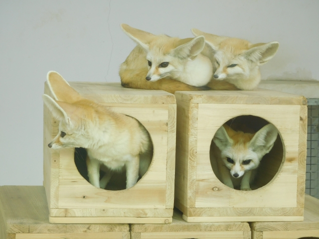 f:id:pilatesno-1:20210219001936j:plain