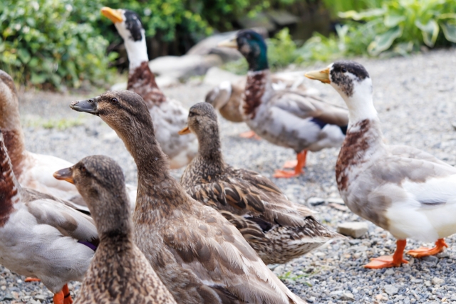 f:id:pilatesno-1:20210219002322j:plain