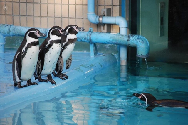 f:id:pilatesno-1:20210223212540j:plain