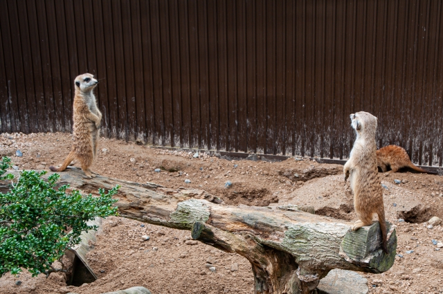 f:id:pilatesno-1:20210228200500j:plain