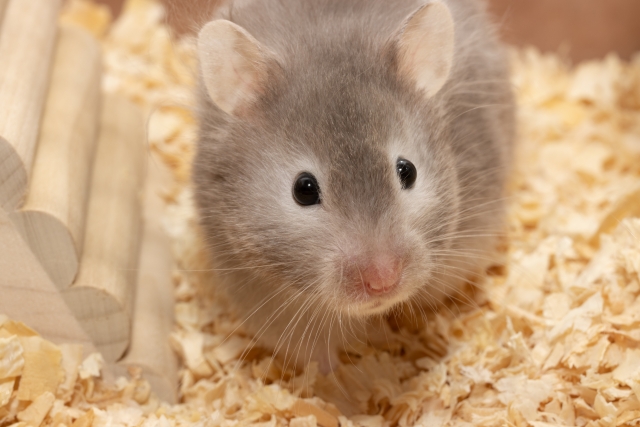 f:id:pilatesno-1:20210307082825j:plain