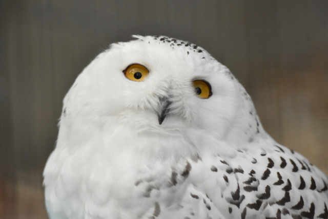 f:id:pilatesno-1:20210418211055j:plain