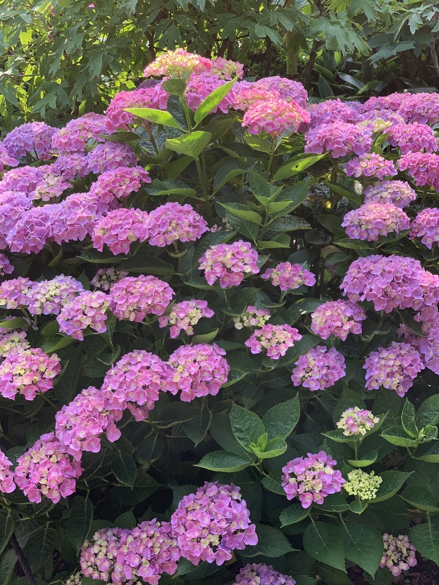 f:id:pilgrim1969:20190609133957j:plain