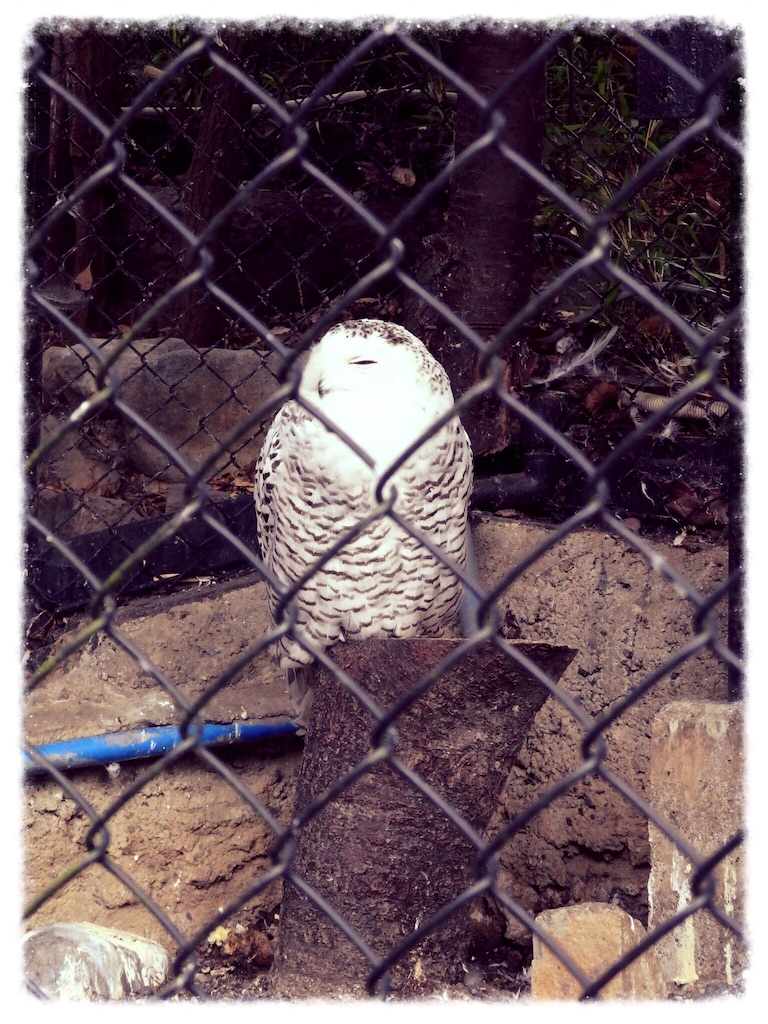 f:id:pilotfish272:20160806004033j:image