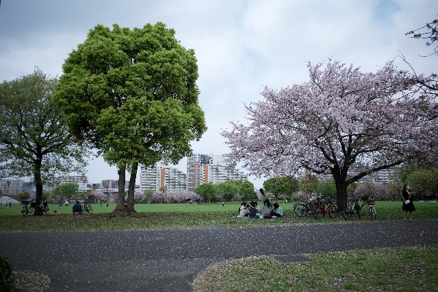 東京都内の子連れおすすめお花畑のある公園 大島小松川公園 麻布ワーママどすこい日記
