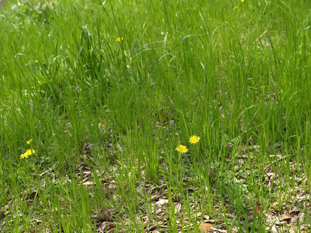 P4128741.JPG