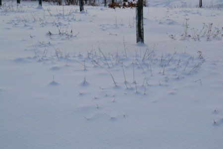 f:id:pimpi:20120130073418j:image:w230:left f:id:pimpi:20120130073418j:image:w230:left