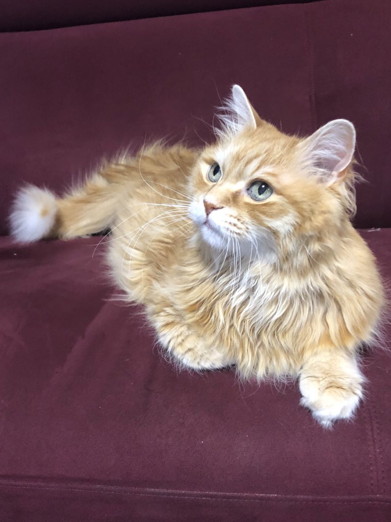 f:id:pin0ns:20220127224604j:plain