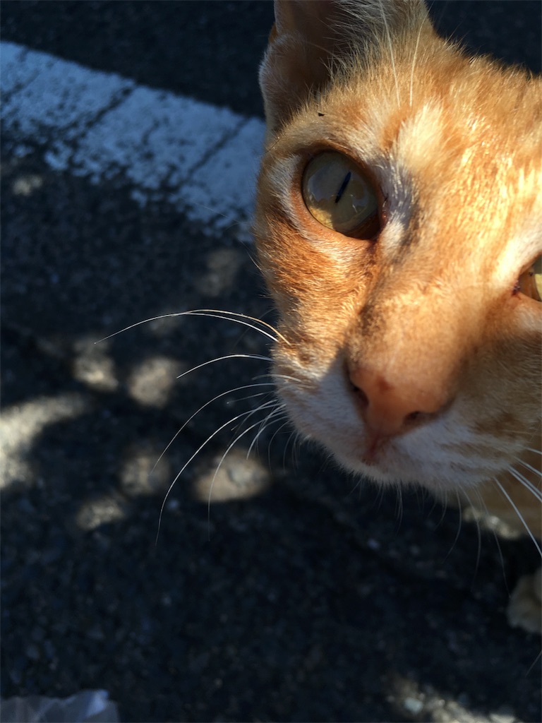 f:id:pina_dgn7:20180809212516j:image f:id:pina_dgn7:20180809212516j:image