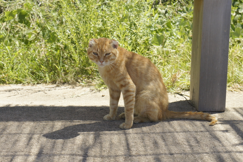 f:id:pina_dgn7:20180810172855j:plain f:id:pina_dgn7:20180810172855j:plain