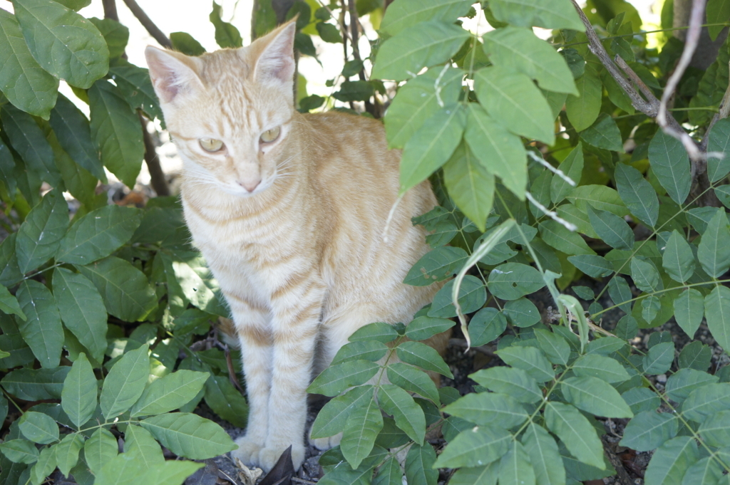 f:id:pina_dgn7:20180810173009j:plain f:id:pina_dgn7:20180810173009j:plain