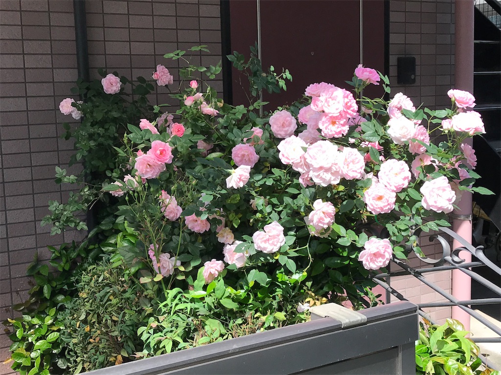 f:id:pinacola:20190518214105j:image f:id:pinacola:20190518214105j:image