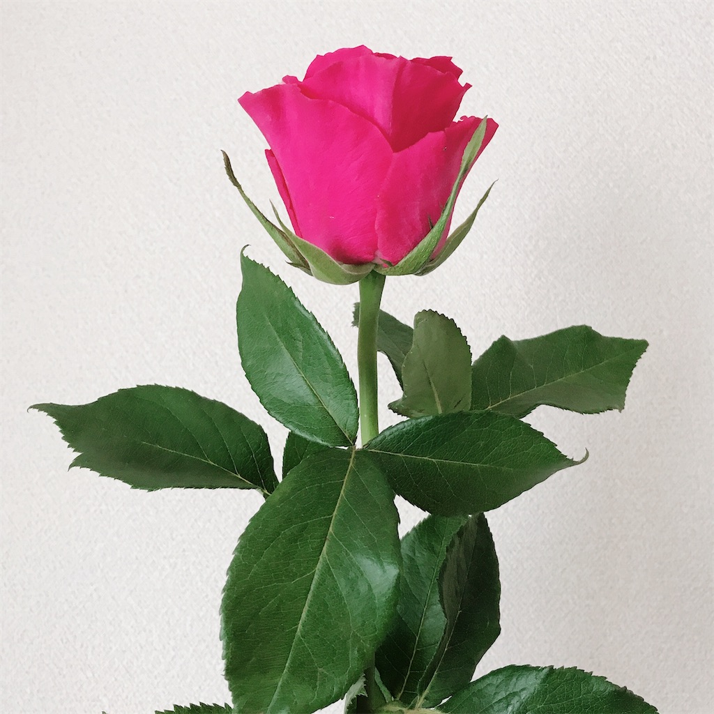 f:id:pink8er-hana:20200330124457j:image f:id:pink8er-hana:20200330124457j:image