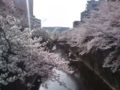 [桜][川と橋]