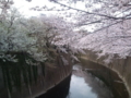 [桜][川と橋]